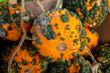 Pumpkins at country farmers market for holidaysの写真素材