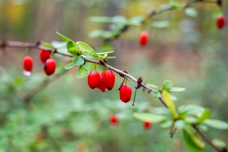 Barberry wild berries in the forest after rainの写真素材