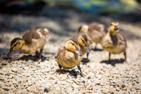 Cute little ducklings family together on summer day near waterの写真素材