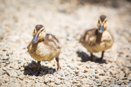 Cute little ducklings family together on summer day near waterの写真素材