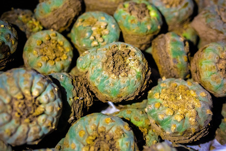 Peyote harvested cactus with mescaline isolatedの写真素材