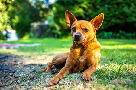 Beautiful pomeranian puppy dog on the grass isolatedの写真素材