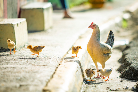 Mother hen with chickens on the street wild grow