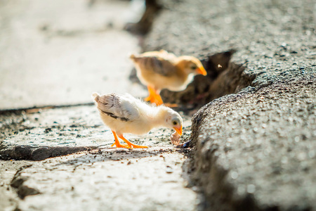 Little chickens on the street wild and small aloneの写真素材