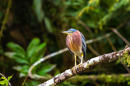 Beautiful least bittern bird close up hunting at waterの写真素材