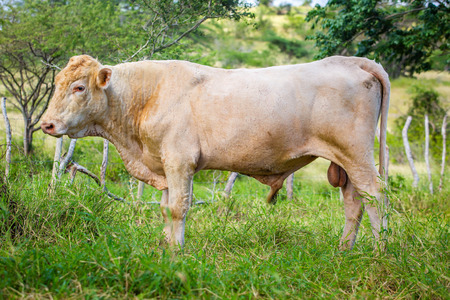 Beautiful cattle standing in the field of grass farm raisedの写真素材