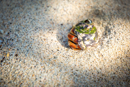 Hermit Crab in seashell crawling on the shore nobodyの写真素材