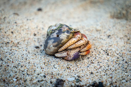Hermit Crab in seashell crawling on the shore nobodyの写真素材
