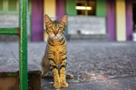 Beautiful cute cat on the street wild homeless at day