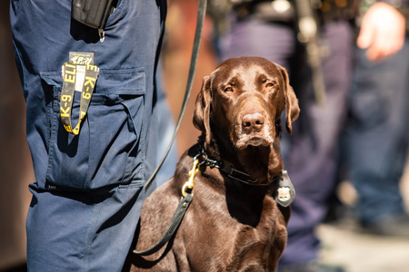 K9 Police dog together with officer on duty at dayの写真素材