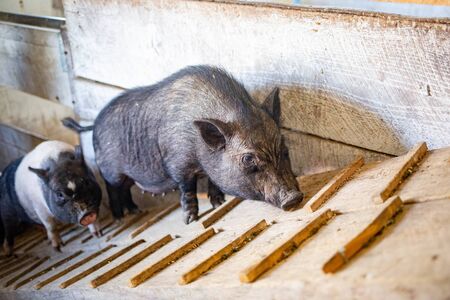 Cute pigs walking on a farm food industry process