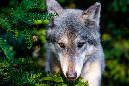 Single beautiful wild wolf outdoors at summer day