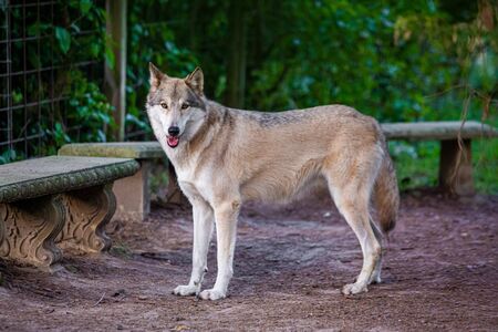 Single beautiful wild wolf outdoors at summer day