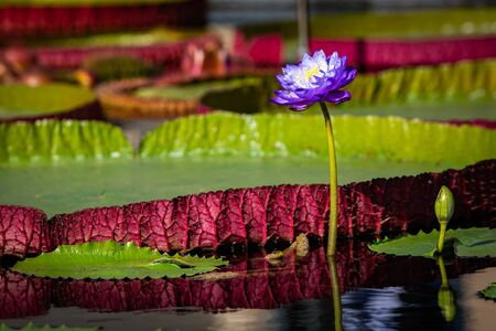 Isolated water lily closeup at summer dayの写真素材