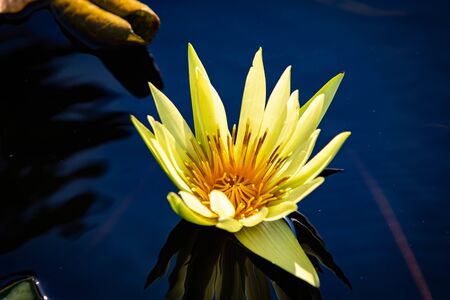 Isolated water lily closeup at summer dayの写真素材