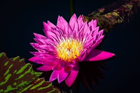 Isolated water lily closeup at summer dayの写真素材