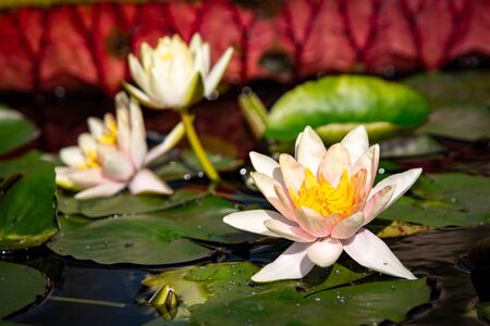 Isolated water lily closeup at summer dayの写真素材