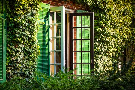 Wall Ivy decoration around window summer sunlight dayの写真素材