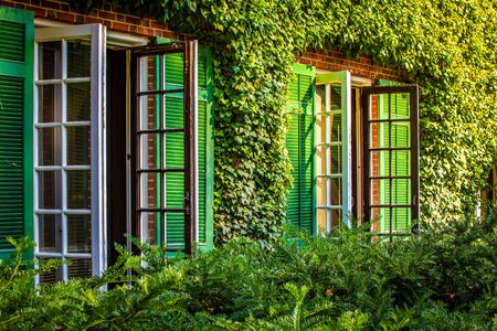 Wall Ivy decoration around window summer sunlight dayの写真素材