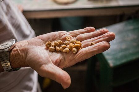 Fresh coffee seeds beans in hand of a farmer woman