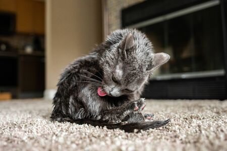 Clean cat washing itself and paws for protection to avoid coronavirusの写真素材