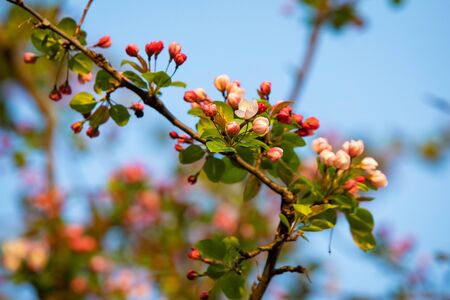 Beautiful tree flowers bloom at sunset in spring nobody