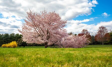 Beautiful tree flowers bloom at sunset in spring nobodyの写真素材