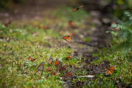 Close up monarch butterflies in the wild at dayの写真素材