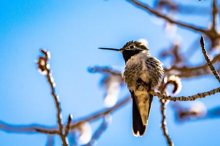 Mountain hummingbird in colorado mountainの写真素材