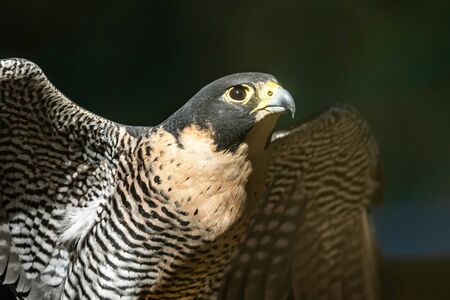 Falcon portrait close up from the side at dayの写真素材