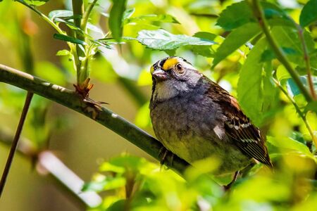 Close up white throated sparrow in the bushes summer dayの写真素材