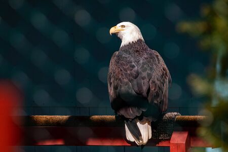 Bald eagle portrait close up from the side at dayの写真素材