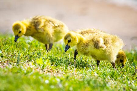 Cute baby canadian gosling birds in the wild at spring day