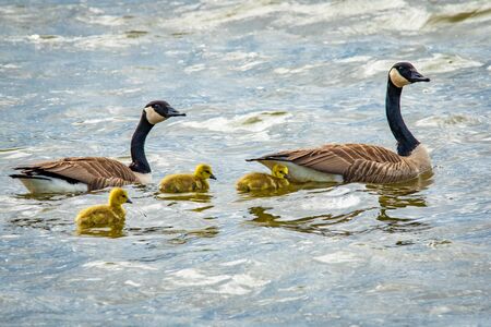 Cute baby canadian gosling birds swimming in the wild with parents at springの写真素材