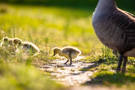 Cute baby canadian gosling birds in the wild at spring dayの写真素材