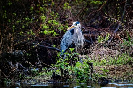 Great blue heron in swamp alone in spring dayの写真素材