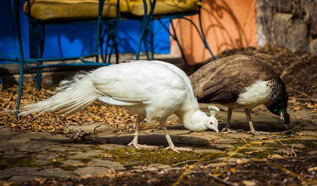 Hamilton, NJ / USA: 3/28/2015 - Grounds for sculptures art centerのeditorial素材