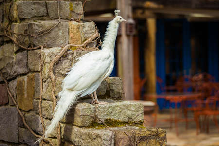 Hamilton, NJ / USA: 3/28/2015 - Grounds for sculptures art centerのeditorial素材