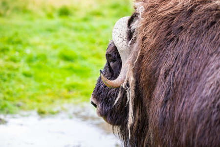 Alaska muskox close up portrait in the wilderness national park