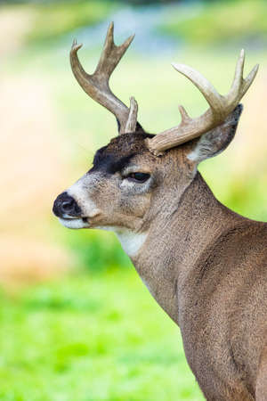Alaska male sitka black-tailed deer close up portrait in summerの写真素材