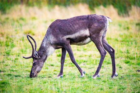 Close up female caribou portrait in Alaska National park in summer