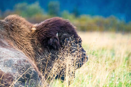 Wild wood bison portrait in Alaska national park native habitatの写真素材