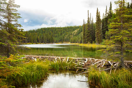 Beaver dam holding back water on Horseshoe Lake, Denali National Park at fallの写真素材