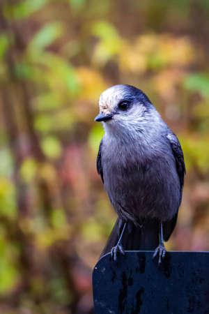 Close up Gray Jay portrait sitting at day watching youの写真素材