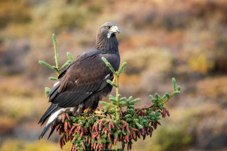 Close up Golden Eagle portrait at Denali National Park in Alaska at fallの写真素材