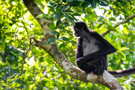 Cute adorable spider monkey close up natural habitat in jungle on the tree