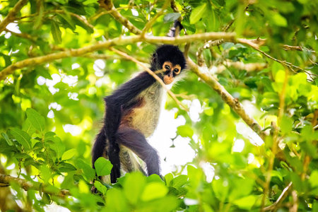 Cute adorable spider monkey close up natural habitat in jungle on the tree