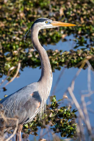 Cute great blue heron portrait standing in the swampの写真素材