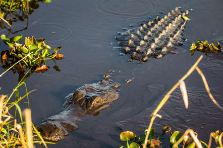 Large alligator laying in the water under the sun aloneの写真素材