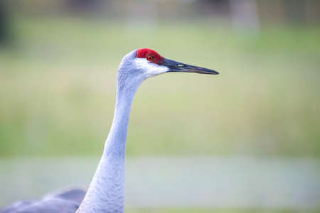 Single sandhill crane close up portrait at day in the fieldの写真素材